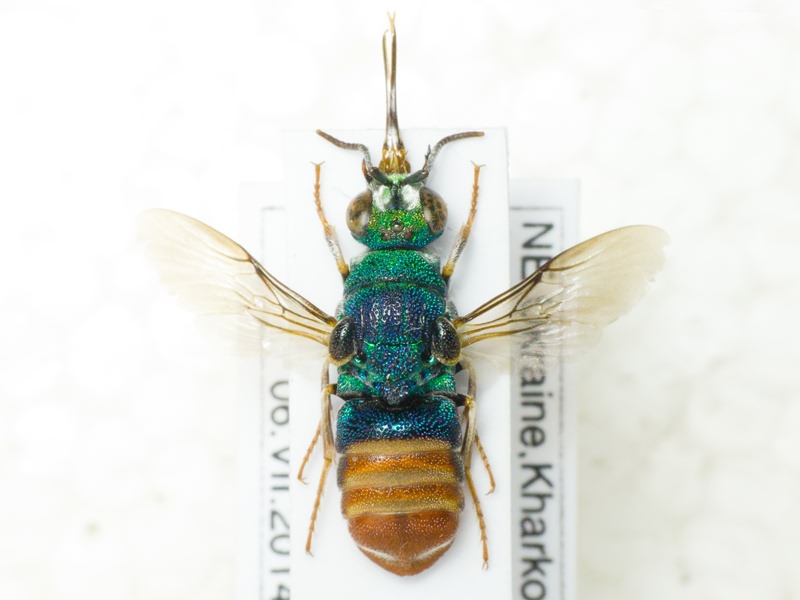 Parnopes grandior (Pallas, 1771)